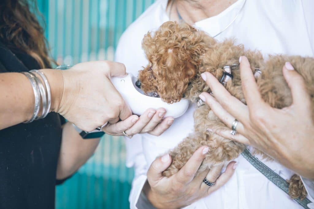 Vétérinaire à domicile s'occupant d'un petit chien dans les bras de sa maîtresse