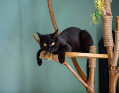 Chaton dans un arbre à chat