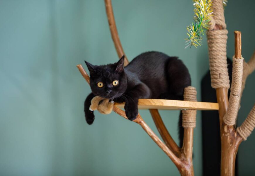 Chaton dans un arbre à chat