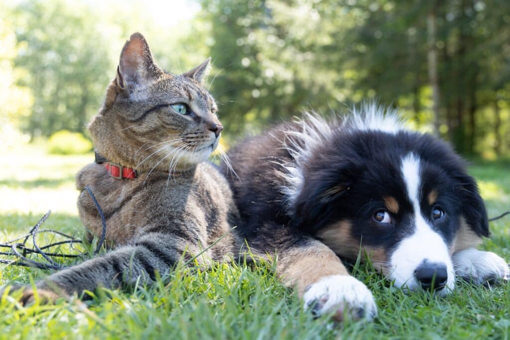 Chien et chat en bonne santé l'un a coté de l'autre