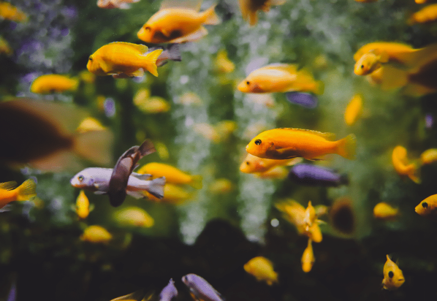 Petits poissons rouge dans un grand aquarium