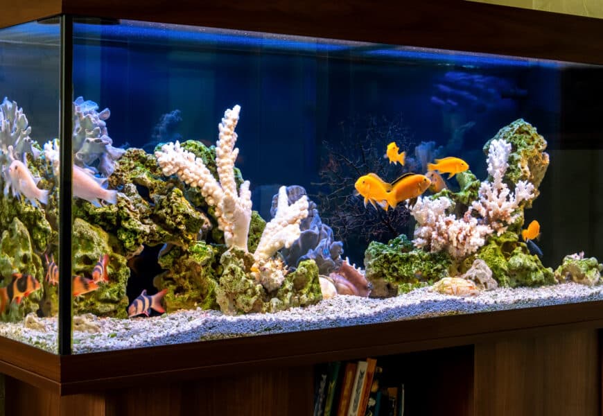 Aquarium dans un salon de maison