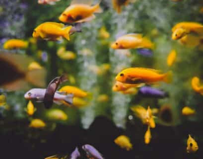 combien de poissons dans un aquarium