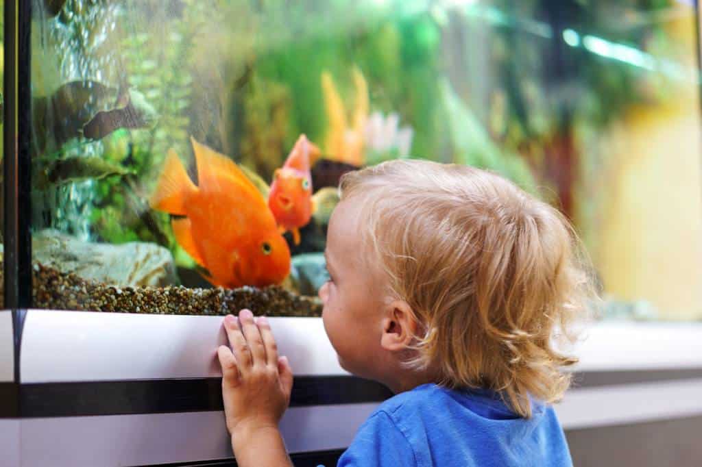 poissons aquarium