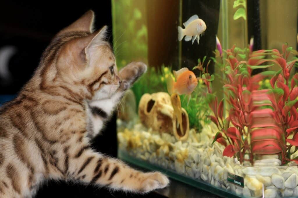 nombre poissons dans aquarium