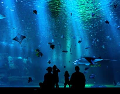6 meilleurs aquarium bretagne