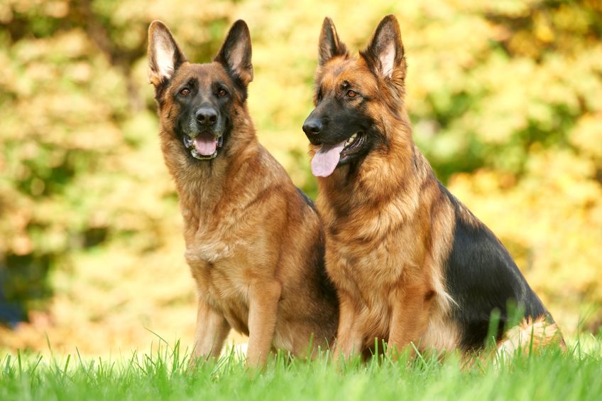 Deux chiens de race Berger Belge Malinois