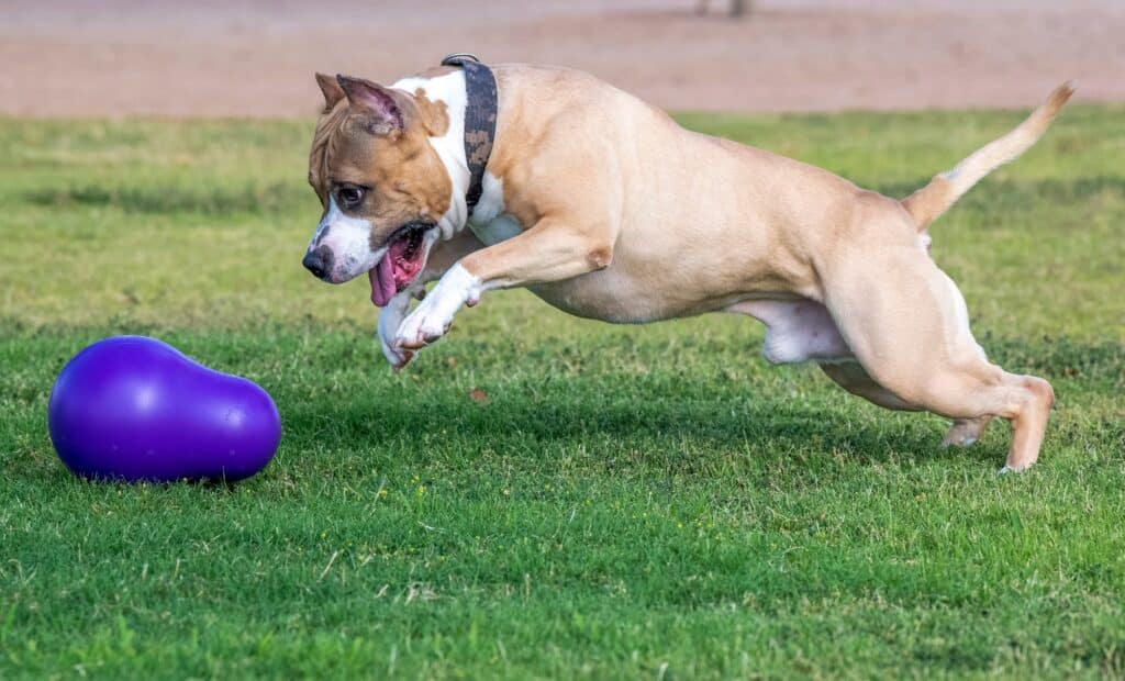 Staffordshire Bull Terrier qui court après son jouet