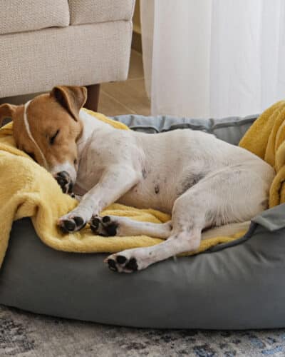 Chien sur un matelas en mousse sur mesure