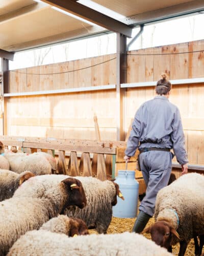Éleveur alimentant ses bêtes