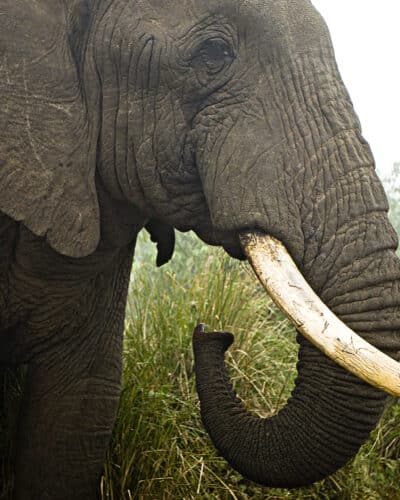 elephant ahmed celebrite