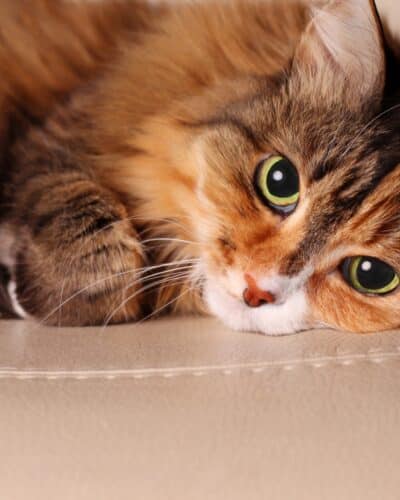 Problèmes-digestifs-chez-le-chat