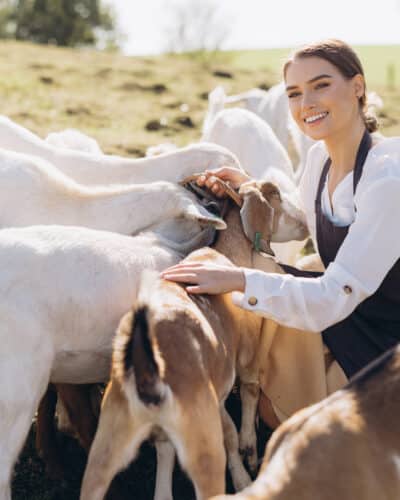 acaded diplome travail animaux