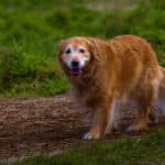 Golden retriever senior qui marche