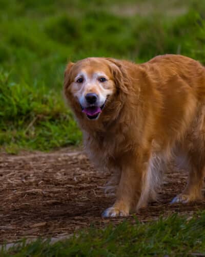 Golden retriever senior qui marche