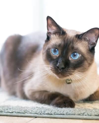 Chat aux yeux bleus