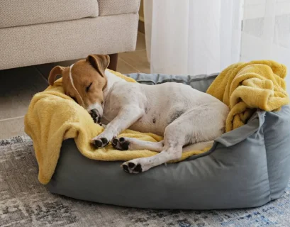 Chien dans son panier