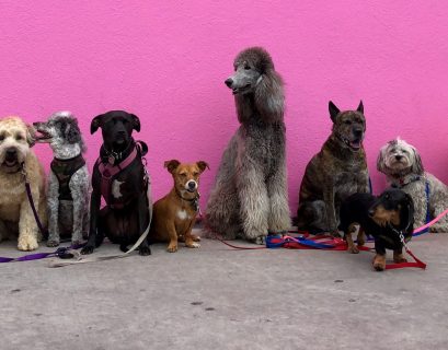 chiens de différentes tailles