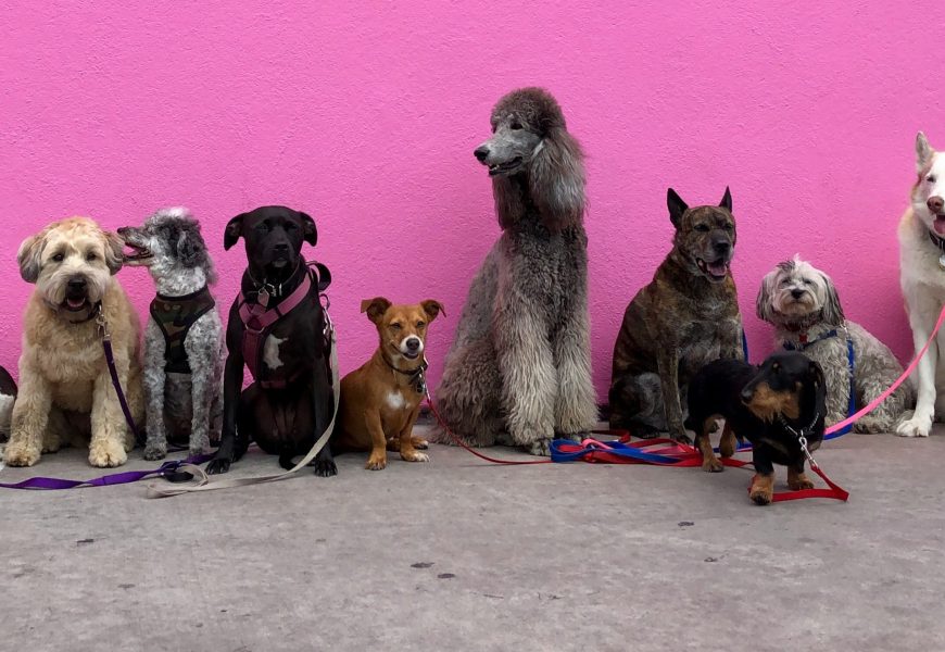 chiens de différentes tailles